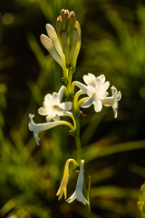 Obraz premium decoração