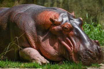 hippopotamus 