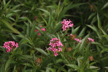 A bush of cute red flower, Panama rose, with its green leaves background