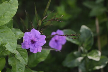 A single pretty violet flower, Ruellia simplex, with its green leaves, beautiful flower background