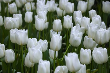 Pure white Tulip is blooming with its green leaves