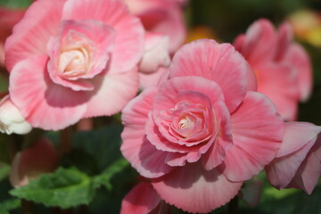 Beautiful pink Begonia flower blooming in the garden, flower background