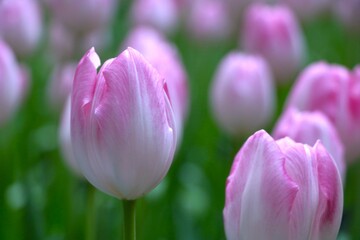 Close up of beautiful soft pink tulip field with its green leave, Gorgeous flower, romantic flower, flower background