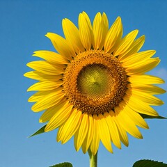 Naklejka premium sunflower on blue sky