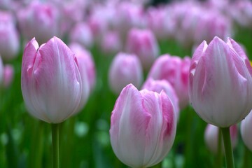 Fototapeta premium Pretty soft pink tulip field with its green leave, Gorgeous flower, romantic flower, flower background