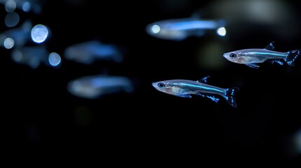 Four translucent fish swim in dark water.