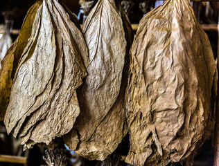 ind&uacute;stria de charuto