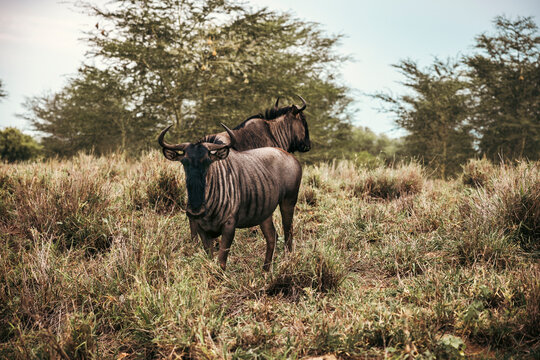 Wild wildebeest seen on safari in Kruger National Park. South Africa