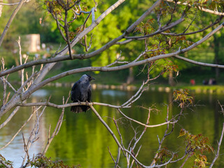  Dohle auf Ast über einem See im Abendlicht