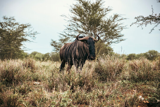 Wild wildebeest seen on safari in Kruger National Park. South Africa