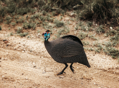 Wild Helmeted Guineafowl seen on safari in Kruger National Park. South Africa