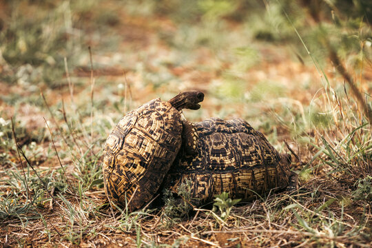 Wild mating turtles seen on safari in Kruger National Park. South Africa