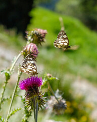Schmetterlinge an Distelblüten in Nendaz, Wallis
