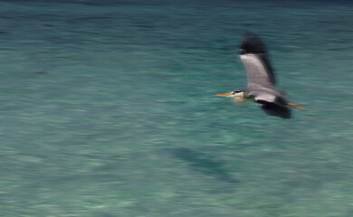A graceful heron glides effortlessly over tranquil turquoise waters, its wings spread wide in elegant flight