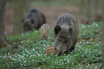 Dzik euroazjatycki, dzik, (Sus scrofa) © Bartosz Rakoczy