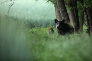 Dzik euroazjatycki, dzik, (Sus scrofa) © Bartosz Rakoczy