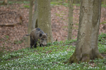 Dzik euroazjatycki, dzik, (Sus scrofa) © Bartosz Rakoczy
