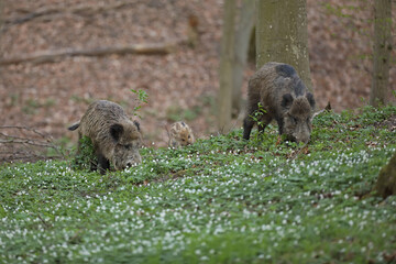 Dzik euroazjatycki, dzik, (Sus scrofa) © Bartosz Rakoczy