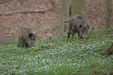 Dzik euroazjatycki, dzik, (Sus scrofa) © Bartosz Rakoczy
