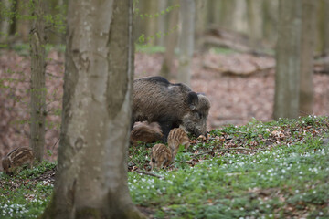 Dzik euroazjatycki, dzik, (Sus scrofa) © Bartosz Rakoczy
