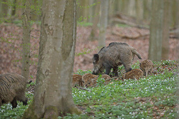 Dzik euroazjatycki, dzik, (Sus scrofa) © Bartosz Rakoczy