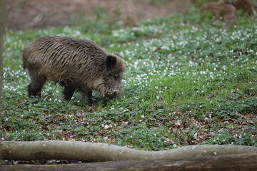 Dzik euroazjatycki, dzik, (Sus scrofa) © Bartosz Rakoczy
