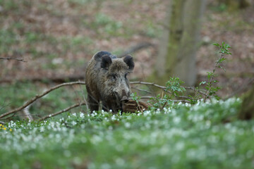 Dzik euroazjatycki, dzik, (Sus scrofa) © Bartosz Rakoczy