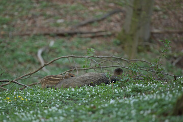 Dzik euroazjatycki, dzik, (Sus scrofa) © Bartosz Rakoczy