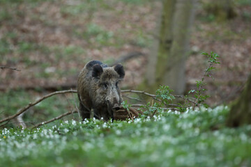Dzik euroazjatycki, dzik, (Sus scrofa) © Bartosz Rakoczy