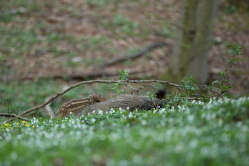 Dzik euroazjatycki, dzik, (Sus scrofa) © Bartosz Rakoczy