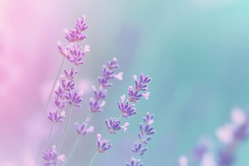 Obraz premium A calming gradient background with lavender and mint colors.featuring smooth transitions.evoking peace and serenity.ideal for wellness and relaxation themes