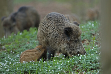 Dzik euroazjatycki, dzik, (Sus scrofa) © Bartosz Rakoczy