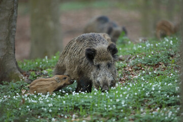 Dzik euroazjatycki, dzik, (Sus scrofa) © Bartosz Rakoczy