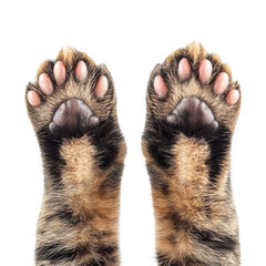 Adorable Kitten Paws Up Close Macro Photography: A Detailed Look at Feline Anatomy