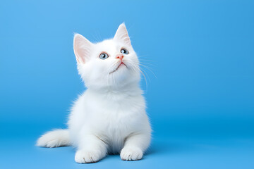 Cute fluffy white kitten isolated on background