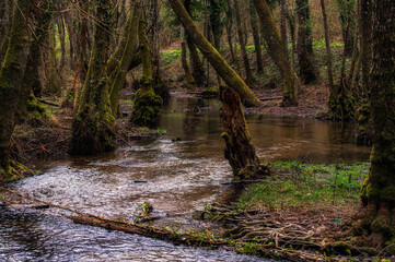 nature sceneries along the shore of lake sirino, Nemoli, Potenza