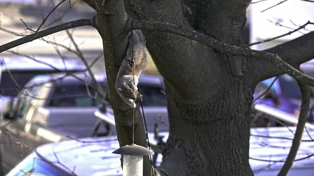Squirrel biting wire holding bird feeder trying to reach bird seeds in suburban backyard