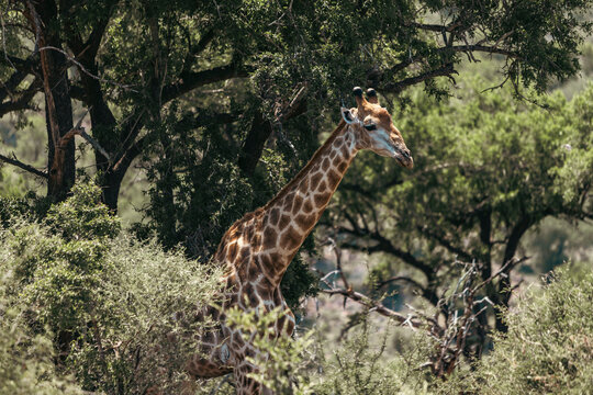 Wild giraffe seen on safari in Kruger National Park. South Africa