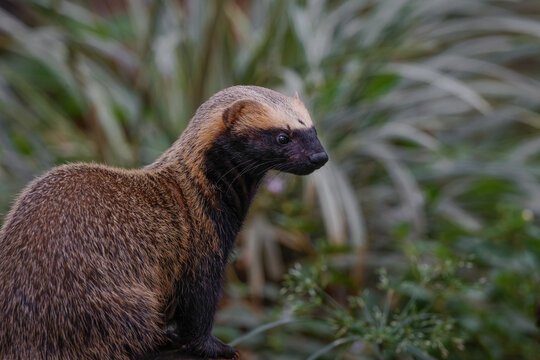Lesser grison (Galictis cuja)