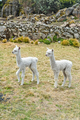 Fototapeta premium fotografia de alpacas bebes en la sierra del peru