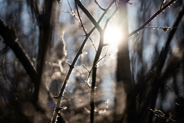 trees in the morning frost