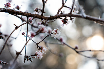 trees in the morning frost