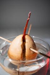 sprout avocado seed in water