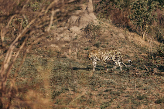 Wild leopard seen on safari in Kruger National Park. South Africa