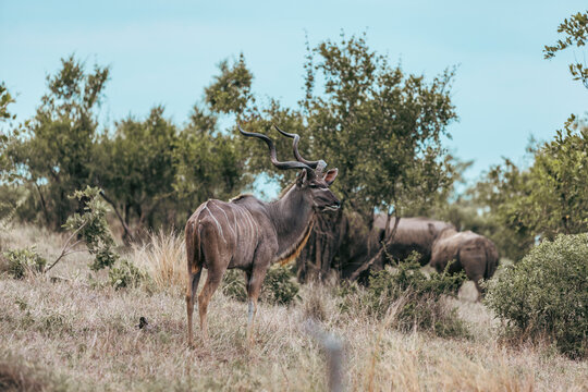 Wild Kudu antelope seen on safari in Kruger National Park. South Africa