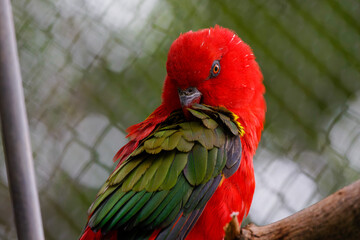 Chattering lory - Lorius garrulus 