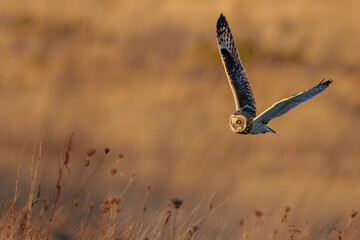 Short eared owl