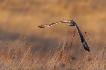 Short eared owl