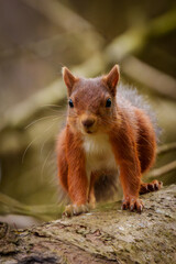 Red Squirrel