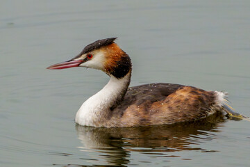 Great crested grebe